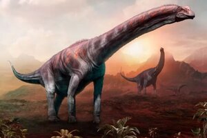El titanosaurio hallado en Argentina podría ser "el más grande de la historia"