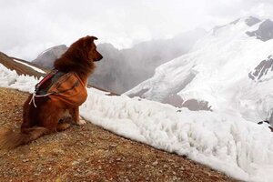 Oro, el perro montañista que trepó al Aconcagua