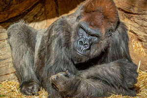 Estados Unidos: el gorila con coronavirus superó la enfermedad con un tratamiento de anticuerpos sintéticos (Fuente: AFP)