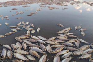 Santa Fe: para la Corte provincial, la presencia de agroquímicos en peces "requiere de atención" (Fuente: Télam)