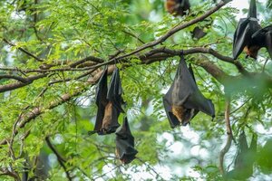 Hallaron en Tailandia un nuevo tipo de coronavirus en murciélagos (Fuente: AFP)