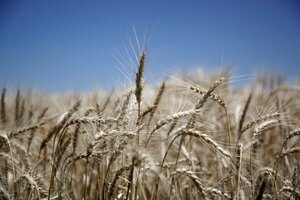Ambientalistas, académicos e indígenas presentaron un amparo contra el cultivo del trigo transgénico (Fuente: INTA)