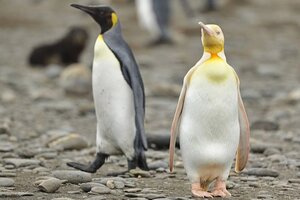 Capturan por primera vez una foto de un pingüino amarillo (Fuente: yves_adams)