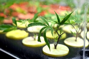 El Ejecutivo impulsará una ley para producir cannabis con fines medicinales e industriales (Fuente: NA)