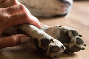 EE.UU: más de 1600 mascotas habrían muerto por el uso de collares antipulgas (Fuente: AFP)