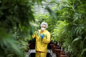 Perspectivas del cannabis medicinal (Fuente: AFP)