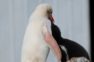 El peculiar pingüino papúa de color blanco capturado en la Antártida (Fuente: DPA)