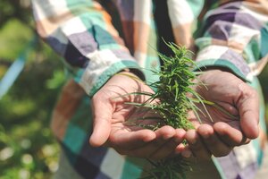 Cannabis medicinal: el INTA y una asociación trabajan juntos en patagonia