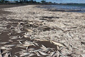 Miles de peces aparecieron muertos en la Laguna de Gómez en Junín