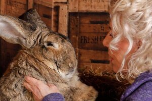 En Inglaterra robaron al conejo más grande del mundo: para recuperarlo ofrecen una recompensa de mil dólares
