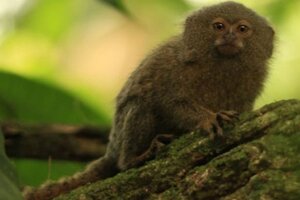 Descubrieron una nueva especie del primate más chico del mundo