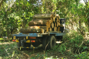 El INAI pidió informes a la provincia por la tala ilegal (Fuente: Gentileza Martín Kraft)