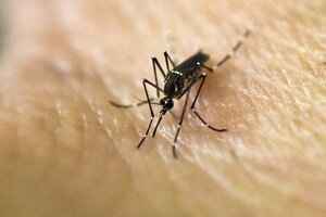 Cuáles son los síntomas del dengue y cómo identificar al mosquito Aedes aegypti (Fuente: AFP)