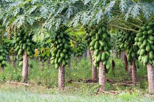 La papaya, una alternativa para diversificar la producción 