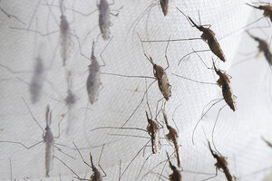 Una empresa financiada por Bill Gates busca controlar el dengue con mosquitos "autodestructivos"