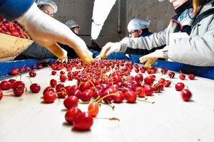 Exportación de cerezas a China: una oportunidad de ampliar mercados