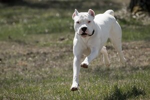 La Plata: abren registro de perros de razas potencialmente peligrosas (Fuente: Télam)