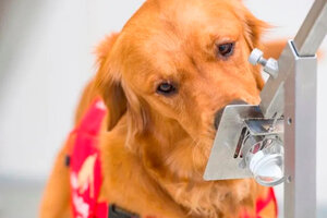 Un estudio reveló que el olfato canino es muy fiable para detectar covid