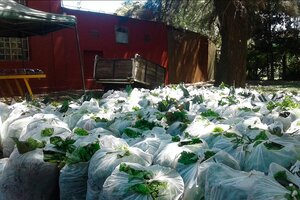 El éxito del "Bolsón Soberano" de verduras agroecológicas