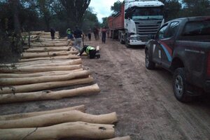 Secuestran otra vez madera de tala ilegal en los ex Lotes 55 y 14