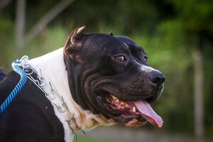 Cuáles son las 17 razas de perros potencialmente peligrosas que hay que registrar en CABA