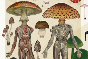 "Los hongos son más parecidos a nosotrxs que a los vegetales" (Fuente: Juan Pablo Cambariere)
