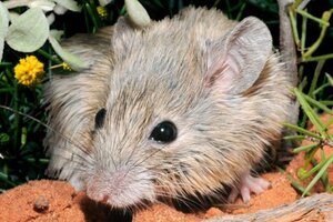 Encuentran un ratón australiano que se creía extinto hace más de 150 años (Fuente: EFE)