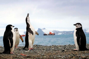 Encuentran microplásticos en la alimentación de los pingüinos que viven en la Antártida  (Fuente: EFE)