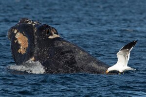 El acoso de las gaviotas a las ballenas en la Península Valdés tiene graves consecuencias (Fuente: AFP)
