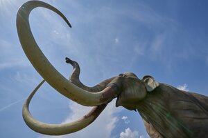 Un colmillo de mamut permitió determinar cuánto caminaban esos animales