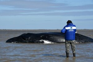 San Clemente del Tuyú: murió una ballena que estaba varada hace una semana  (Fuente: Fundación Mundo Marino)