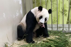 Nació un panda engendrado mediante inseminación artificial (Fuente: AFP)