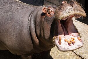 Investigan la muerte de una hipopótamo (Fuente: Gentileza Los Andes)