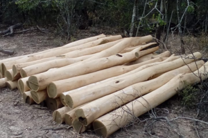 Denuncian nuevas talas ilegales en los ex lotes fiscales 55 y 14