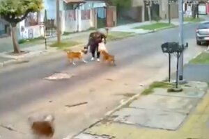 Tres perros pitbull atacaron a una mujer en la calle  (Fuente: Captura de pantalla)
