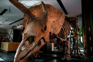 Francia rematará en octubre un dinosaurio descubierto en 2014 (Fuente: AFP)