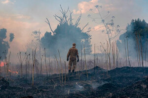 El 85% de las especies amenazadas pierden buena parte de su hábitat por los incendios en el Amazonas (Fuente: AFP)