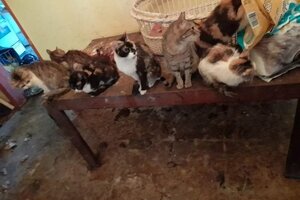 La Plata: murió una mujer que vivía con 50 gatos y dos perros