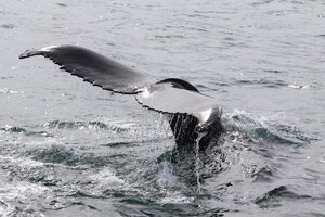 Islandia: estudian el nivel de estrés que provocan los cruceros en las ballenas (Fuente: AFP)