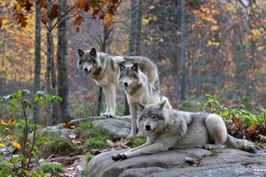 España prohibirá la caza de lobos desde este miércoles (Fuente: AFP)