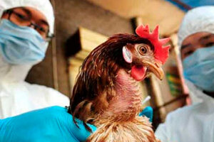 Detectan en China un caso de gripe aviar H5N6 en un hombre (Fuente: AFP)