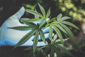 Por la rápida sanción de la ley de Cannabis Productivo en Diputados
