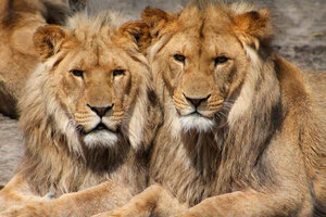 Signapur: cuatro leones dieron positivo de  coronavirus (Fuente: AFP)