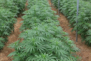 Nación aprobó un proyecto de cultivo de cannabis para Cafayate