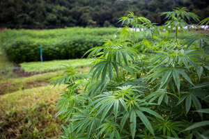 Nueva ley para producir cannabis
