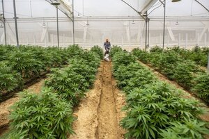 Analizan los diputados nacionales la Ley de producción Industrial del Cannabis 