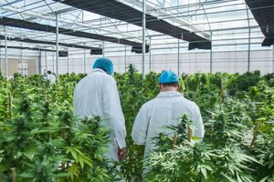 Iniciativa oficial de cannabis medicinal aún espera la aprobación de Nación