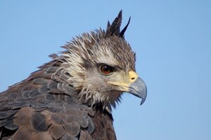Águila Coronada: quedan menos de 1000 ejemplares en el país 