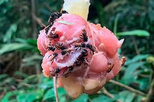 Las sorprendentes "abejas buitres" de Costa Rica que se alimentan de carne y tienen dientes