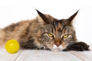 Un estudio reveló que todos los gatos domésticos podrían tener "rasgos psicopáticos" (Fuente: AFP)